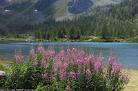 Alpi valdostane - Lago di Arpy.